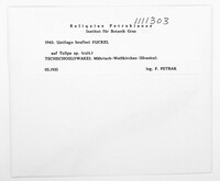 Vankya heufleri image